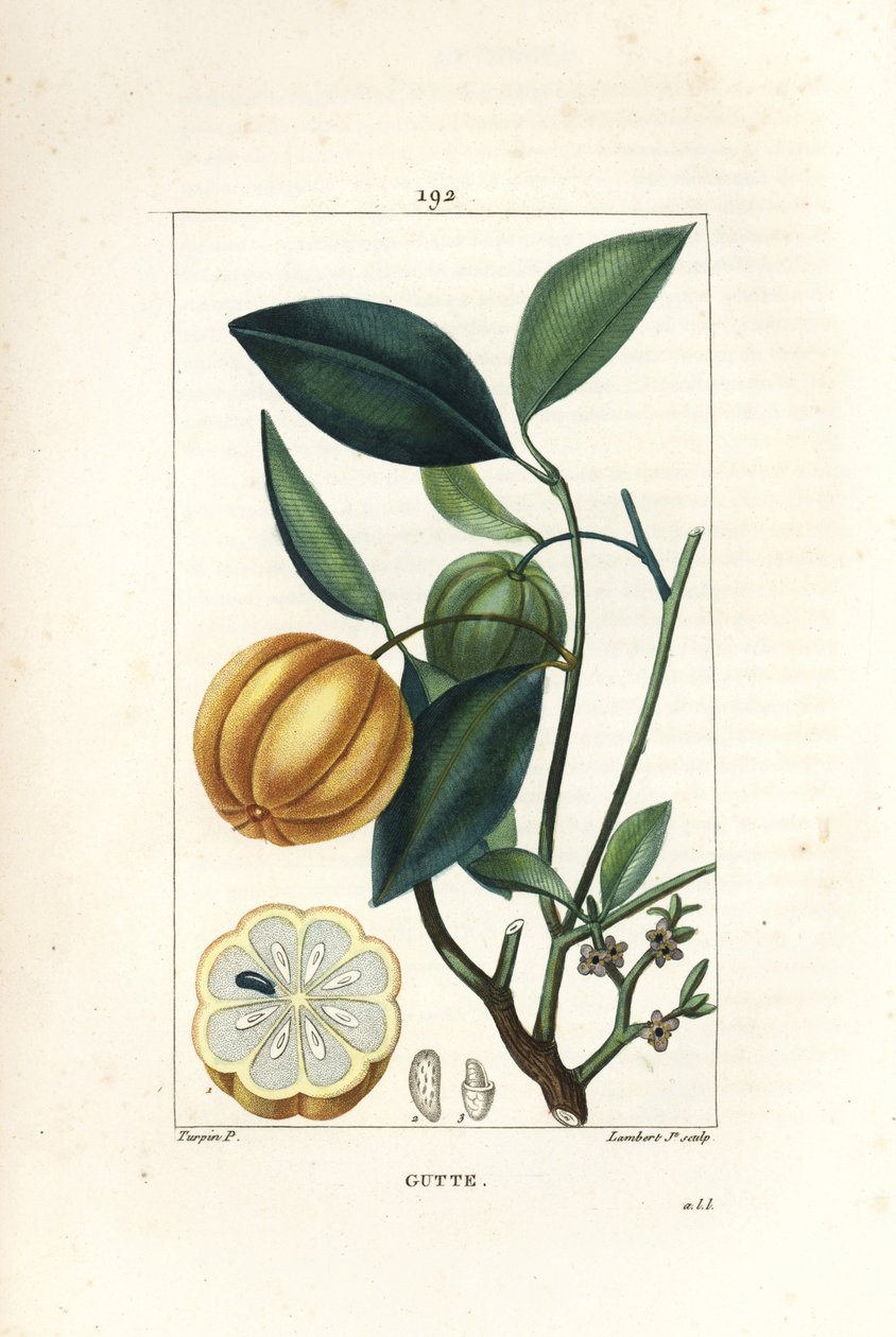 Garcinia gummi gutta eller Malabar Tamarinier, Gambooge, Brindall Bay - Gum guttae tre, Cambogia gutta, med frukt, blad, blomst og frukt i seksjon. Håndfarget kobberstikk av Lambert Junior etter tegning av Pierre Jean-Francois Turpin av Pierre Jean Francois Turpin