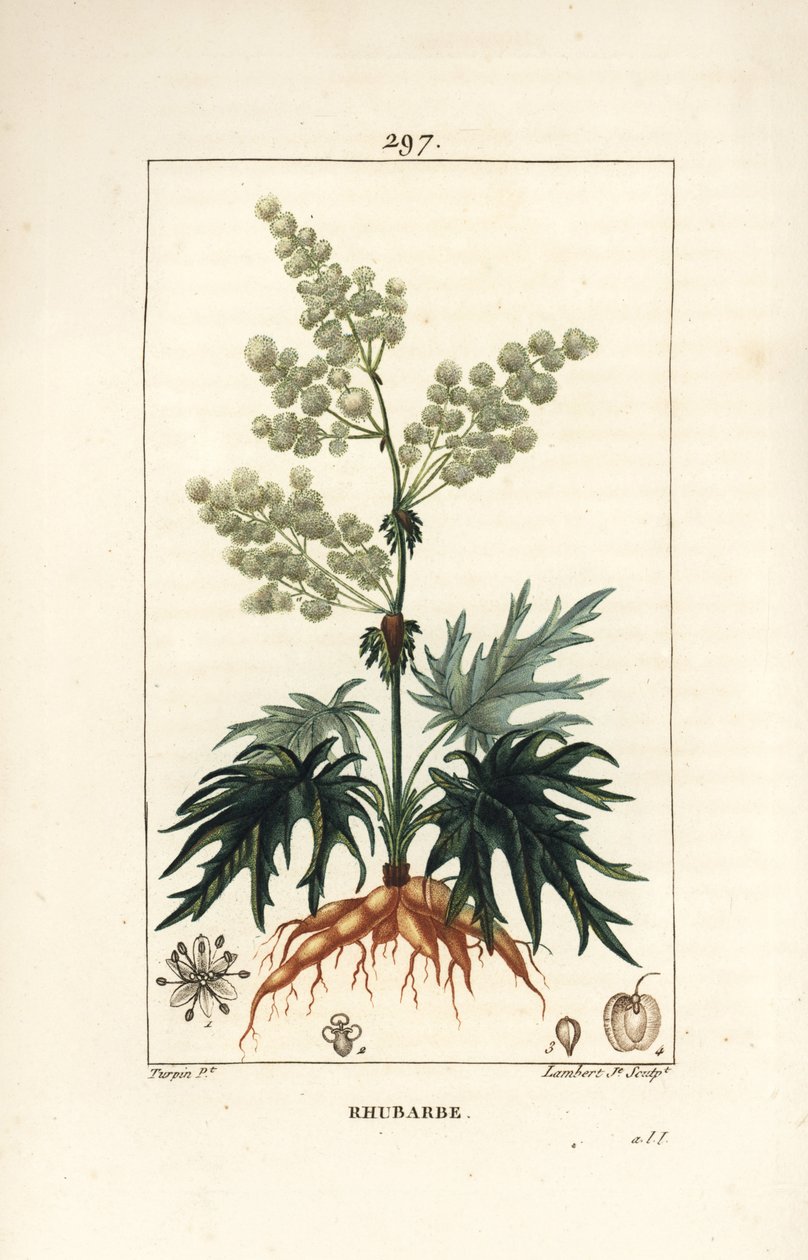 Hagerabarbra - Rabarbra, Rheum rhabarbarum (Rheum palmatum), med blomst, stilk, blad, frø og rot. Håndfarget kobberstikk av Lambert Junior fra en tegning av Pierre Jean-Francois Turpin fra Chaumeton, Poiret og Chamberets "" La F av Pierre Jean Francois Turpin