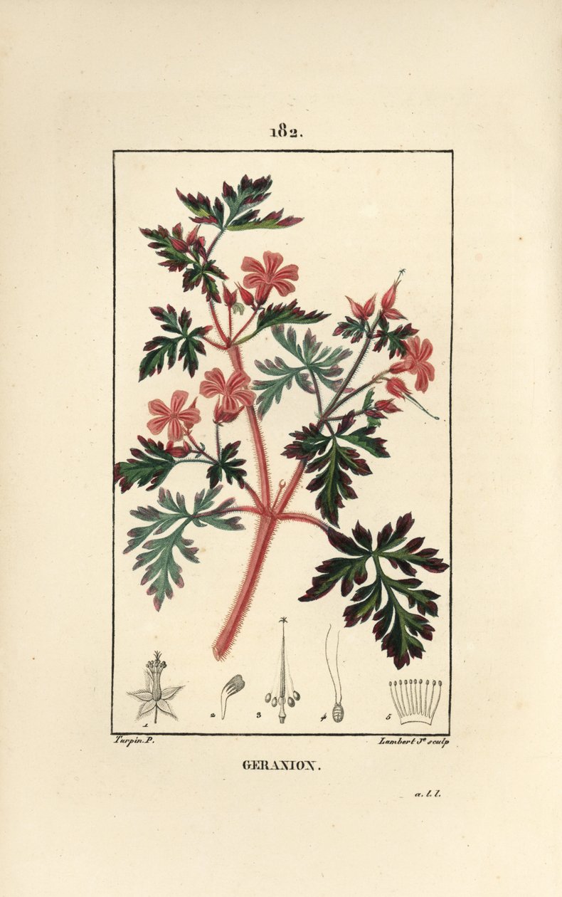 Geranium gress a Robert - Hert Robert, Geranium robertianum. Håndfarget kobberstikk av Lambert Junior fra en tegning av Pierre Jean-Francois Turpin fra Chaumeton, Poiret og Chamberets "" La Flore Medicale,"" Paris, Panckoucke av Pierre Jean Francois Turpin