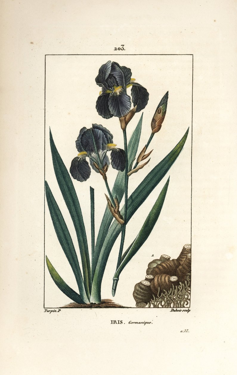 Tysk iris eller hageiris - Blå blomst de luce, Iris germanica, blad, blomst og rot. Håndkolorert kobberstikk av Dubois fra en tegning av Pierre Jean-Francois Turpin fra Chaumeton, Poiret og Chamberets "" La Flore Medicale,"" Paris av Pierre Jean Francois Turpin