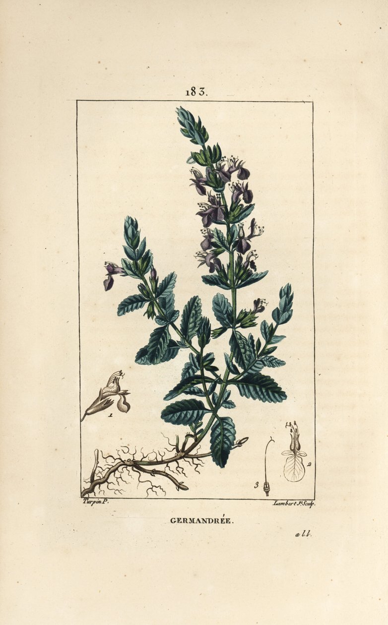 Germandree petit oak - Germander, Teucrium chamaedrys. Håndfarget kobberstikk av Lambert Junior fra en tegning av Pierre Jean-Francois Turpin fra Chaumeton, Poiret og Chamberets "" La Flore Medicale,"" Paris, Panckoucke av Pierre Jean Francois Turpin