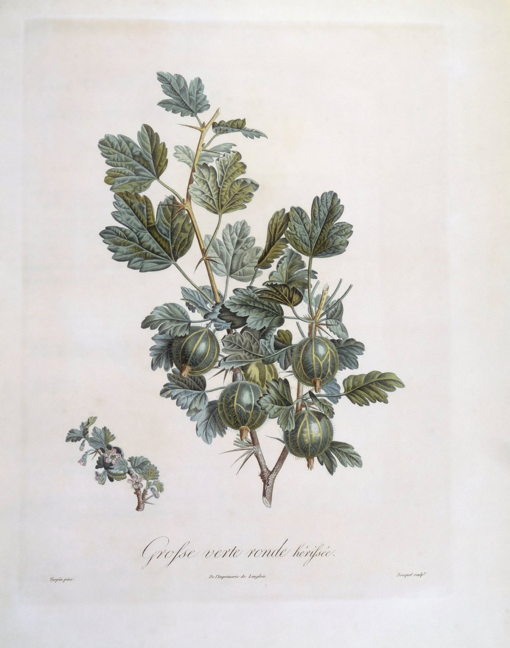 Stikkelsbær (Ribes uva-crispa), Henry Louis Duhamel du Monceau, botanisk tallerken av Pierre Jean Francois Turpin av Pierre Jean Francois Turpin