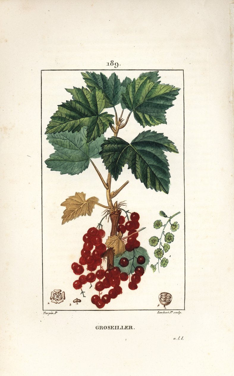 Gooseillier a klaser - Rips, Ribes rubrum, med blad, stilk, frukt og blomst. Håndfarget kobberstikk av Lambert Junior fra en tegning av Pierre Jean-Francois Turpin fra Chaumeton, Poiret og Chamberets "" La Flore Medicale,"" av Pierre Jean Francois Turpin