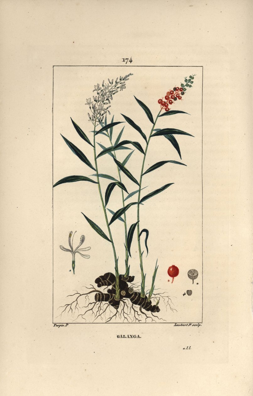 Grand galanga eller Galanga - Greater eller Thai galangal, Alpinia galanga, som viser blomster, bær, blader og rotstokkrot. Håndfarget kobberstikk av Lambert Junior etter en tegning av Pierre Jean-Francois Turpin fra Chaumeton, Poiret et Ch av Pierre Jean Francois Turpin
