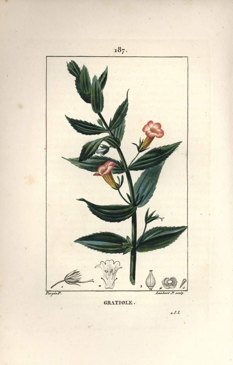 Gratiole officinale, eller Grace de dieu, Grace au poor man, Petite digitale - Hekkhyssop, Gratiola officinalis. Håndfarget kobberstikk av Lambert Junior etter en tegning av Pierre Jean-Francois Turpin fra Chaumeton, Poiret og Chamberet av Pierre Jean Francois Turpin