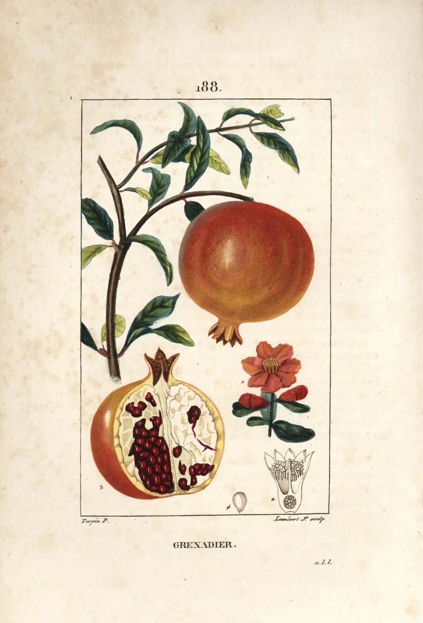 Grenadier - Granatepletre, Punica granatum, med blad, blomst, frukt og snitt gjennom frukt som viser frø. Håndfarget kobberstikk av Lambert Junior etter en tegning av Pierre Jean-Francois Turpin fra Chaumeton, Poiret og Chamberet av Pierre Jean Francois Turpin