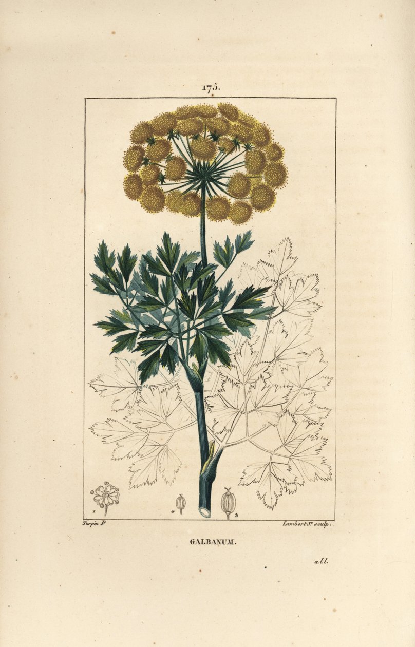 Gummy Ferule eller Galbanum - Galbanum, Gummy Ferula, viser blomster, blader og frø. Håndfarget kobberstikk av Lambert Junior fra en tegning av Pierre Jean-Francois Turpin fra Chaumeton, Poiret et Chamberets "" La Flore Medicale,"" av Pierre Jean Francois Turpin