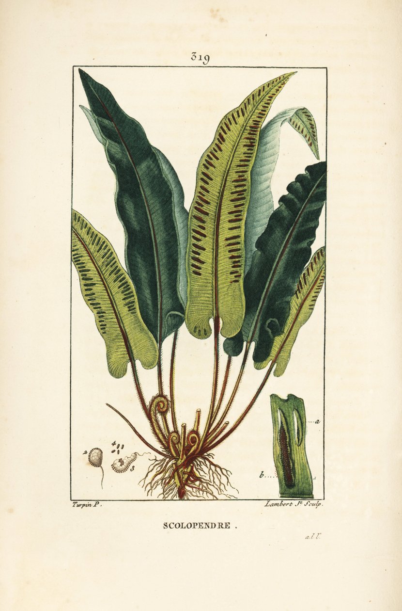 Harttungebregne, Asplenium scolopendrium, med blad, frø og rot. Håndfarget kobberstikk av Lambert Junior fra en tegning av Pierre Jean-Francois Turpin fra Chaumeton, Poiret og Chamberets "" La Flore Medicale,"" Paris, Panckou av Pierre Jean Francois Turpin