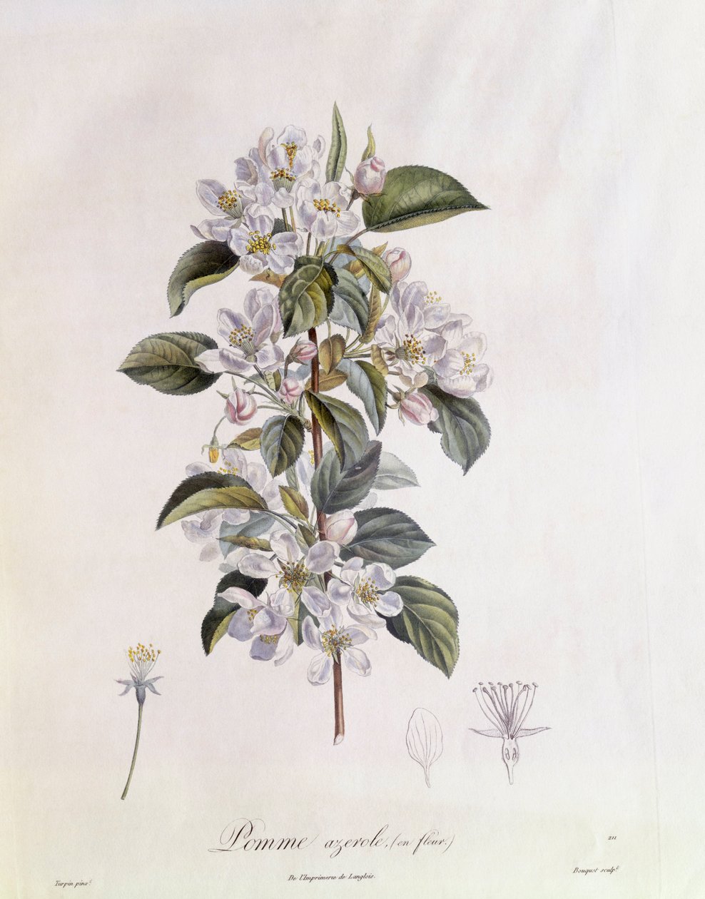 Hagtorn (Crataegus azarolus) blomst Henry Louis Duhamel du Monceau, botanisk tallerken av Pierre Jean Francois Turpin av Pierre Jean Francois Turpin