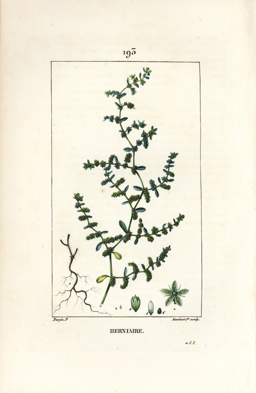 Herniary glatt eller turquette - Ruptururt, Herniaria glabra. Håndfarget kobberstikk av Lambert Junior fra en tegning av Pierre Jean-Francois Turpin fra Chaumeton, Poiret og Chamberets "" La Flore Medicale,"" Paris, Panckoucke av Pierre Jean Francois Turpin