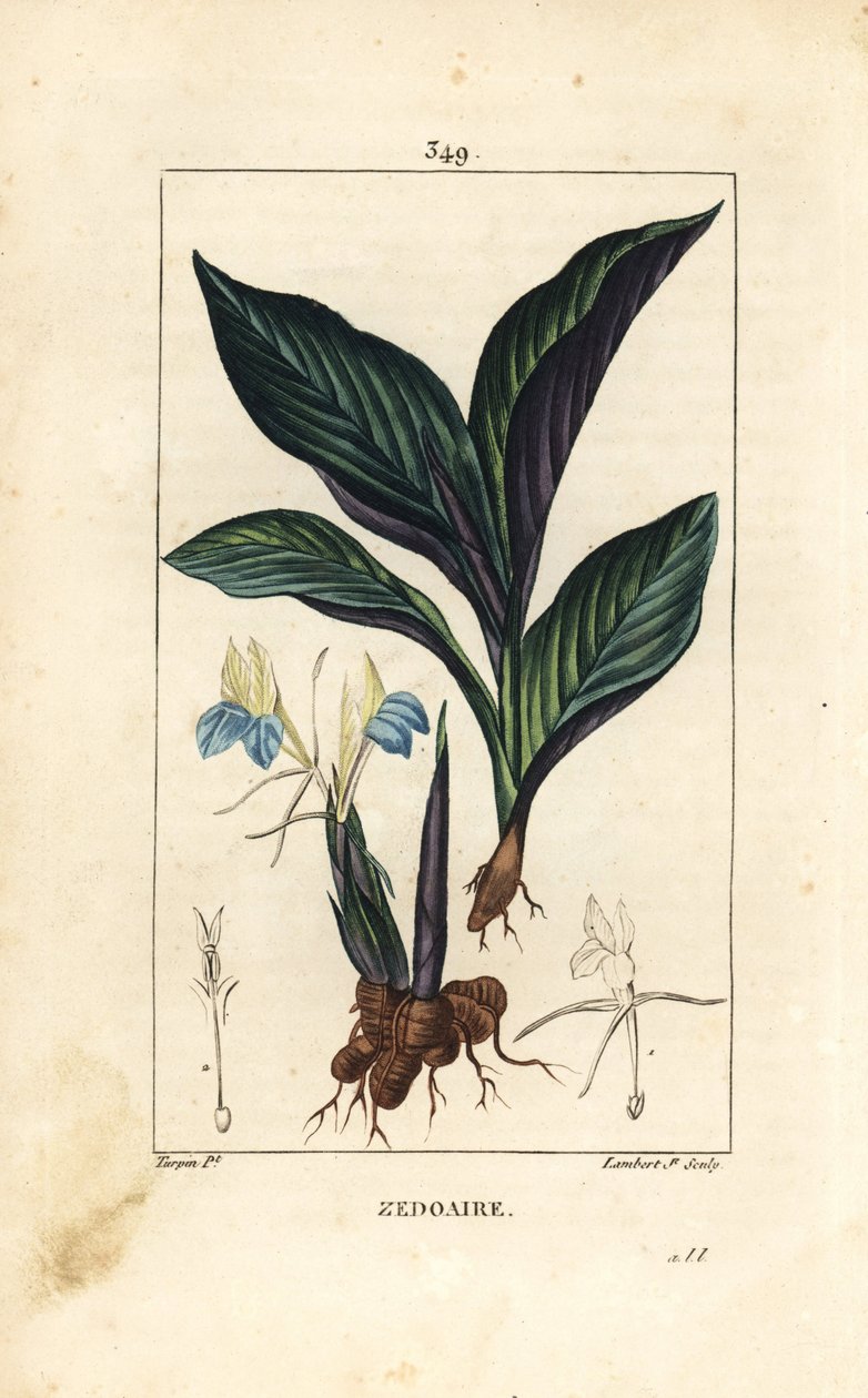 Himalayakrokus - Zedoary, Koempferia rotunda, med blomst, blad, stengel og rotstengel. Håndfarget kobberstikk av Lambert Junior fra en tegning av Pierre Jean-Francois Turpin fra Chaumeton, Poiret og Chamberets "" La Flore Medicale av Pierre Jean Francois Turpin