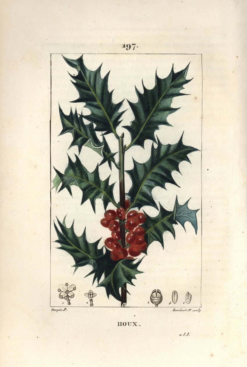 Kristtorn - Kristtorn, Ilex aqualifolium, med stikkende blader og røde bær. Håndfarget kobberstikk av Lambert Junior fra en tegning av Pierre Jean-Francois Turpin fra Chaumeton, Poiret og Chamberets "" La Flore Medicale,"" Paris, Panckouc av Pierre Jean Francois Turpin