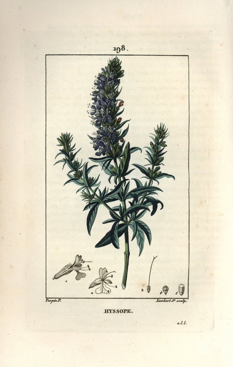 Isop officinale eller isop - Isop, Hyssopus officinalis. Håndfarget kobberstikk av Lambert Junior fra en tegning av Pierre Jean-Francois Turpin fra Chaumeton, Poiret og Chamberets "" La Flore Medicale,"" Paris, Panckoucke av Pierre Jean Francois Turpin