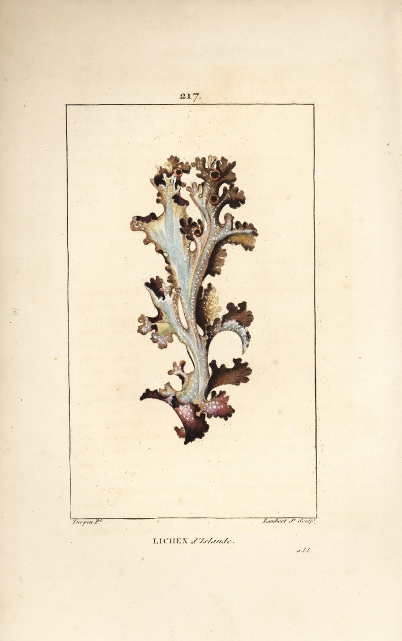 Islandlav eller islandsmose - Islandlav, Lichen islandicus. Håndfarget kobberstikk av Lambert Junior fra en tegning av Pierre Jean-Francois Turpin fra Chaumeton, Poiret og Chamberets "" La Flore Medicale,"" Paris, Panckoucke av Pierre Jean Francois Turpin
