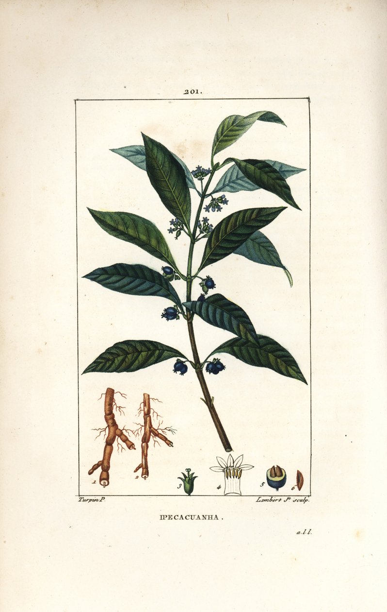 Ipeca eller Ipecacuana - Ipecacuanha, Psychotria emetica, med blad, blomst og rot. Håndfarget kobberstikk av Lambert Junior fra en tegning av Pierre Jean-Francois Turpin fra Chaumeton, Poiret og Chamberets "" La Flore Medicale,"" Par av Pierre Jean Francois Turpin