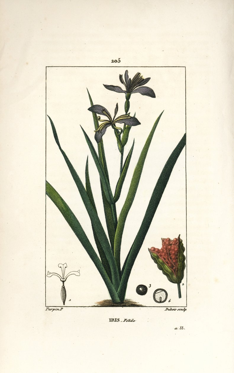 Iris fetide eller iris leg, stinking iris - Stinking iris, Iris foetida, med blomst, blad og frøkapsel. Håndkolorert kobberstikk av Dubois fra en tegning av Pierre Jean-Francois Turpin fra Chaumeton, Poiret og Chamberets "" La Flore Medi av Pierre Jean Francois Turpin
