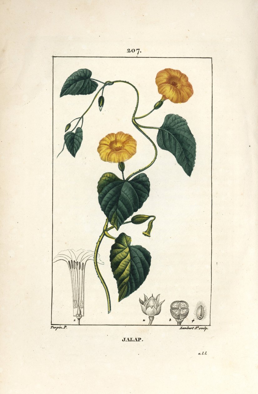 Jalap, Convolvulus jalappa. Håndfarget kobberstikk av Lambert Junior fra en tegning av Pierre Jean-Francois Turpin fra Chaumeton, Poiret og Chamberets "" La Flore Medicale,"" Paris, Panckoucke av Pierre Jean Francois Turpin