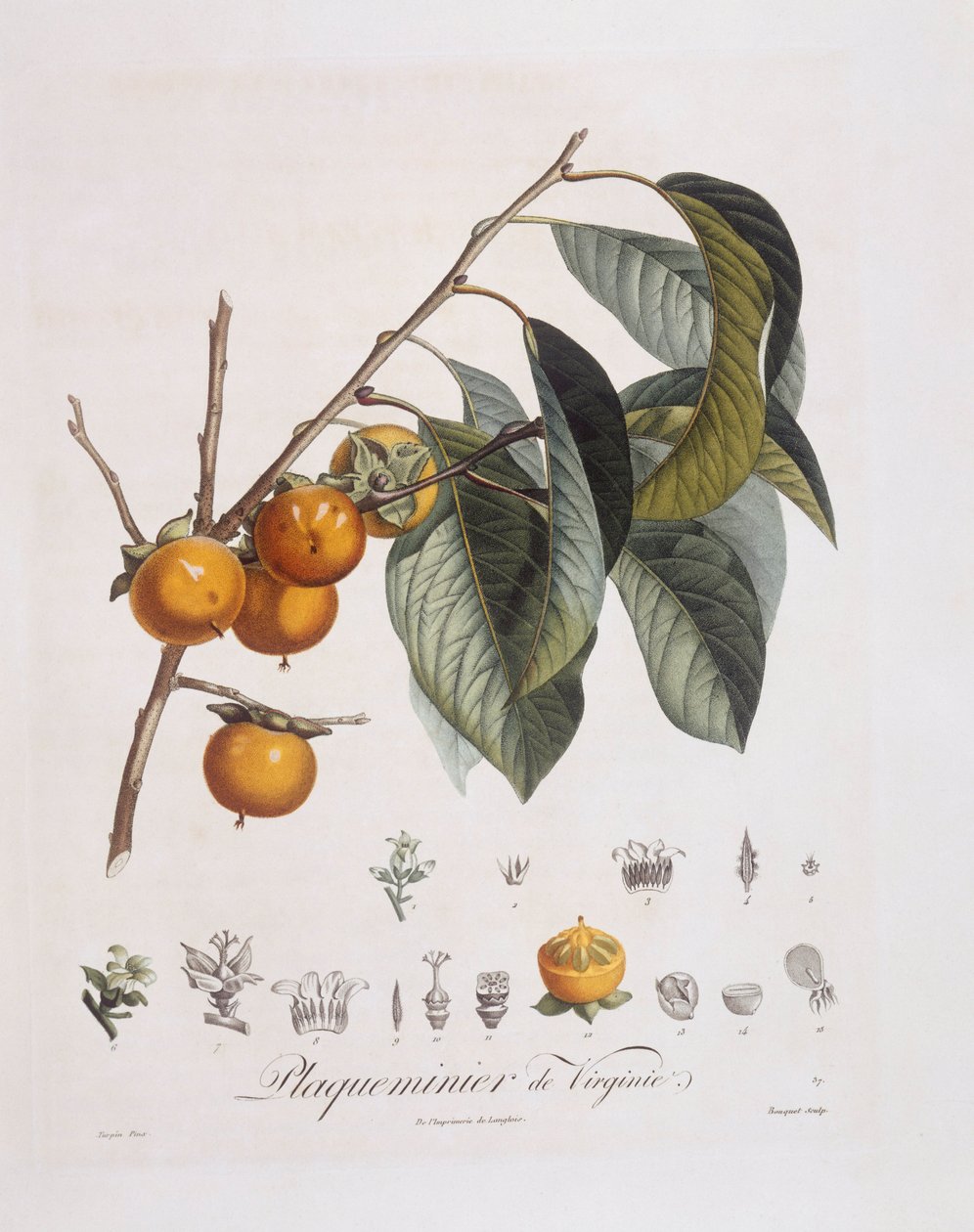Japansk persimmon eller kaki (Diospyros kaki), Henry Louis Duhamel du Monceau, botanisk tallerken av Pierre Jean Francois Turpin av Pierre Jean Francois Turpin
