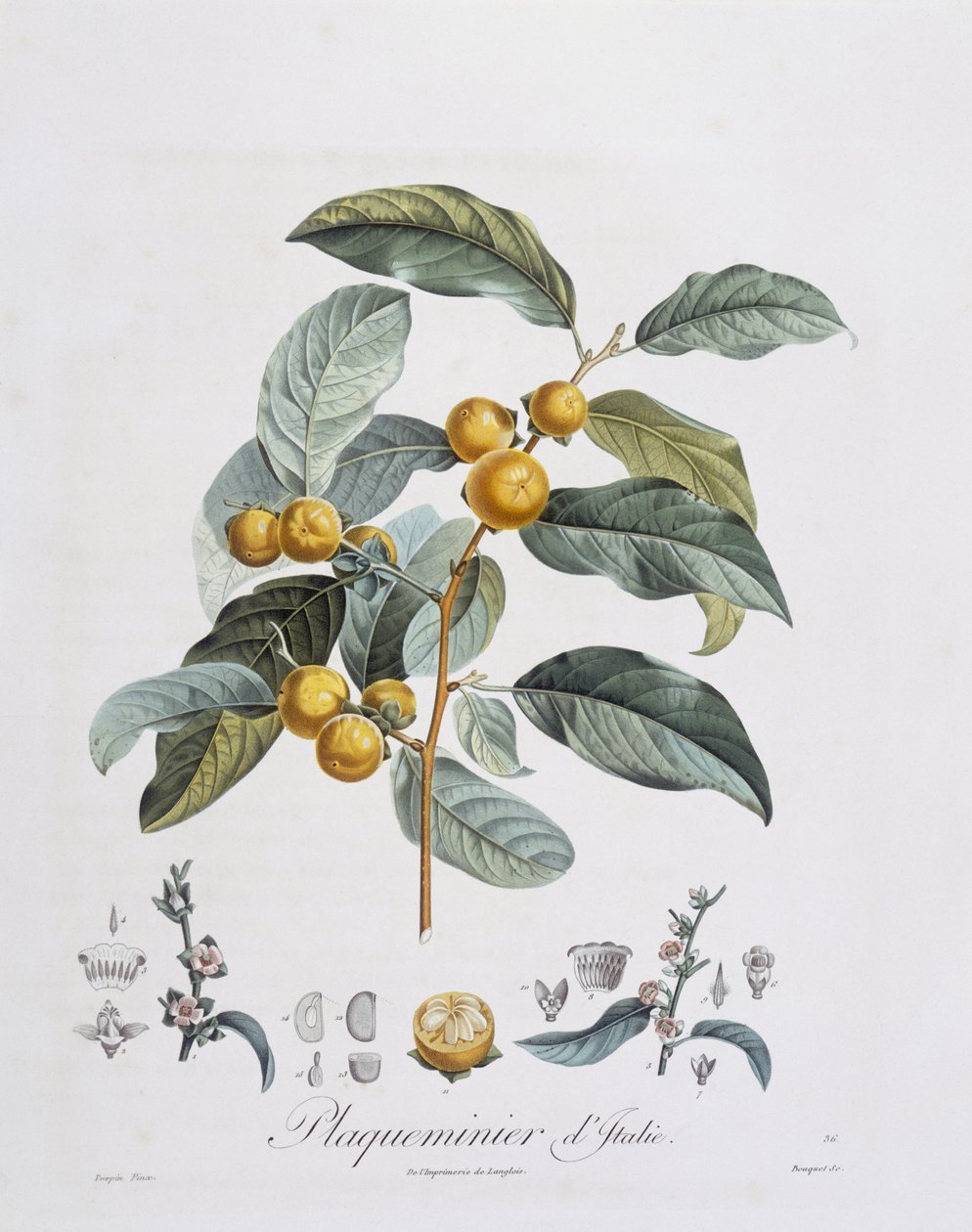 Japansk persimmon eller kaki (Diospyros kaki), Henry Louis Duhamel du Monceau, botanisk tallerken av Pierre Jean Francois Turpin av Pierre Jean Francois Turpin