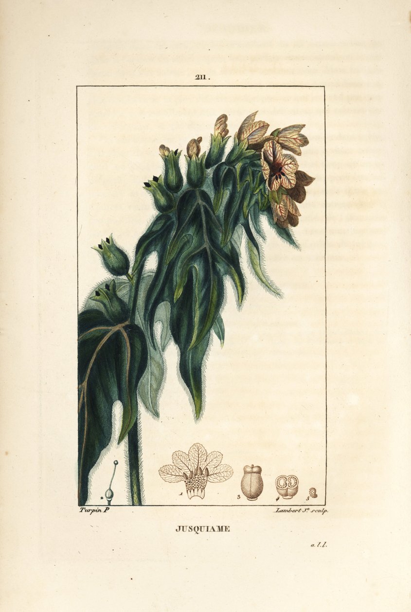 Jusquiame - Poison henbane, Hyoscyamus vulgaris, blomst, blad og frø. Håndfarget kobberstikk av Lambert Junior fra en tegning av Pierre Jean-Francois Turpin fra Chaumeton, Poiret og Chamberets "" La Flore Medicale,"" Paris, Panckou av Pierre Jean Francois Turpin