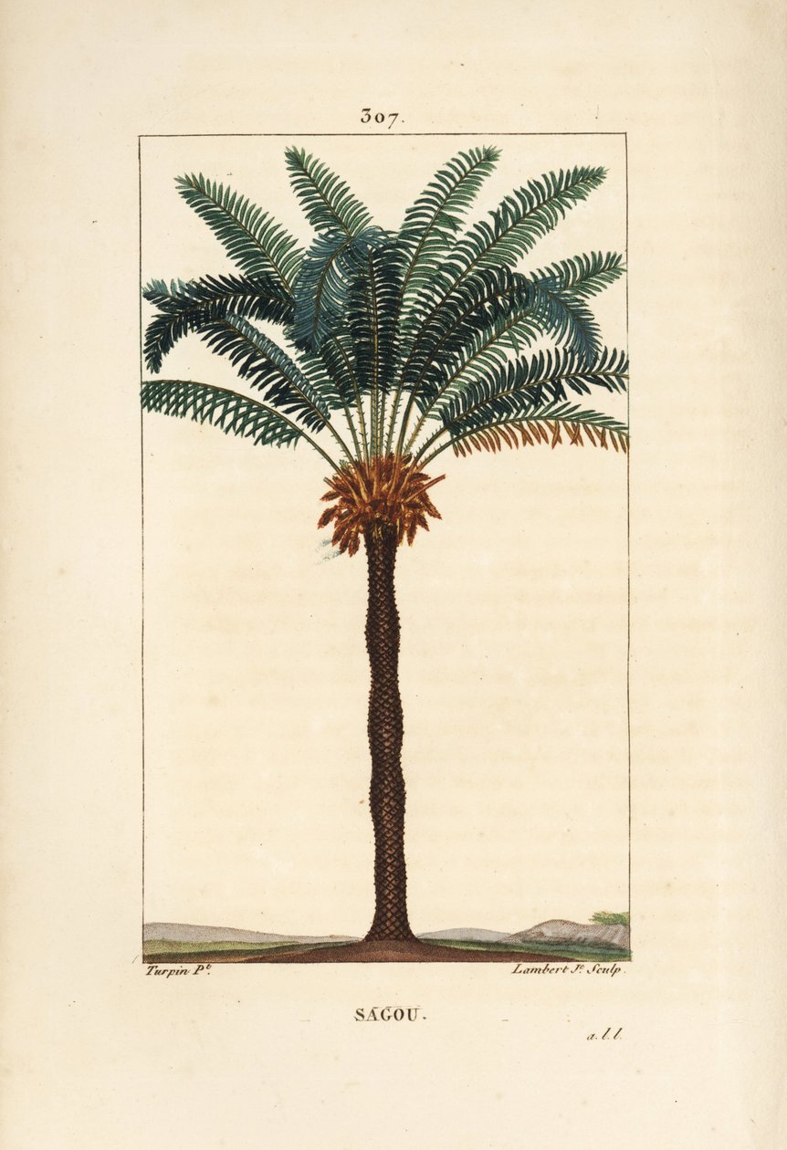 Stor gren eller stor cycas - Queen sago, Cycas circinalis, viser blad, frø og stamme. Utrydningstruet palmetre. Håndfarget kobberstikk av Lambert Junior fra en tegning av Pierre Jean-Francois Turpin fra Chaumeton, Poiret og Chamberet