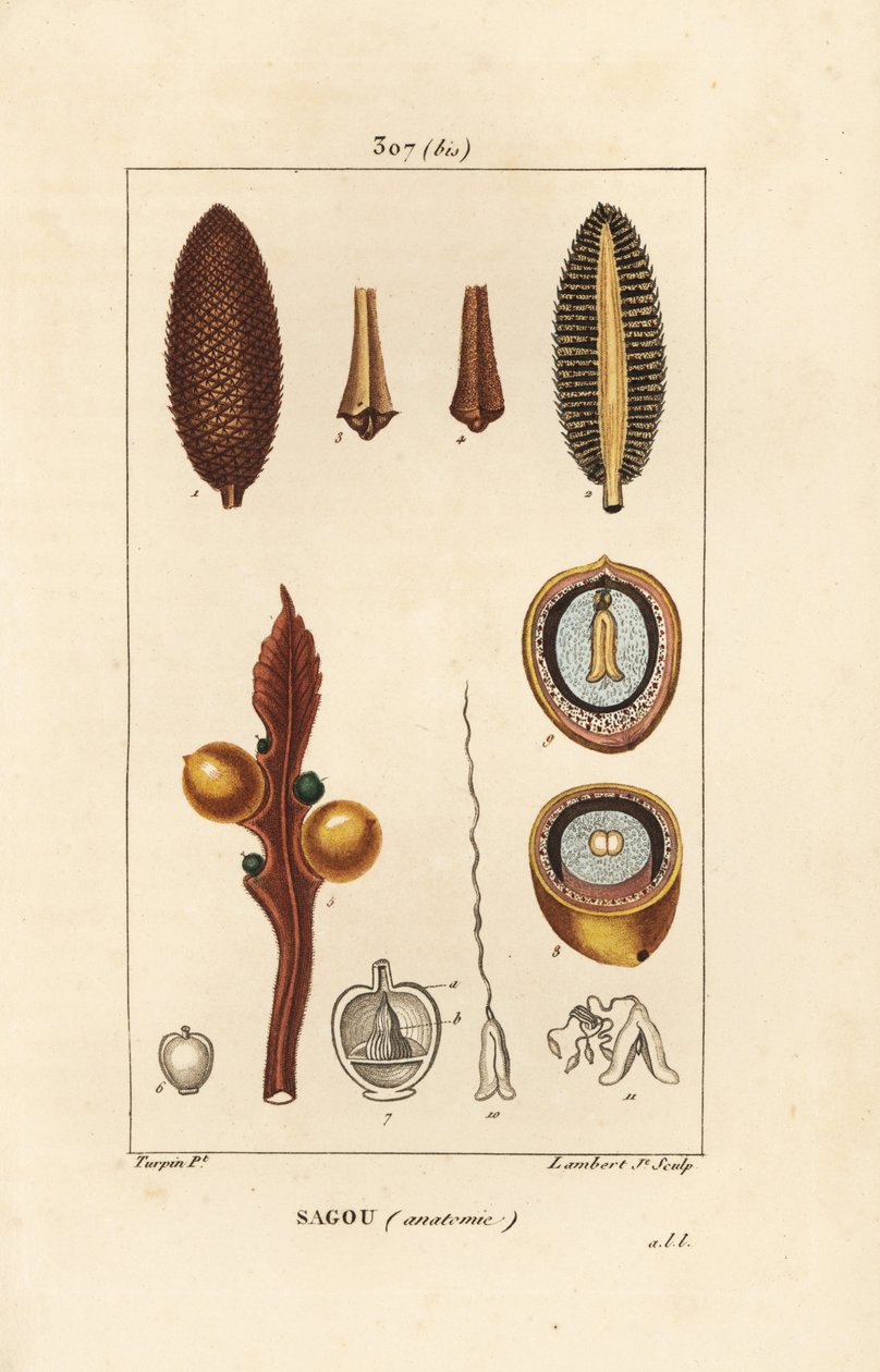Stor gren eller store cycas frø - Queen sago, Cycas circinalis, viser frø og snitt. Truet. Håndfarget kobberstikk av Lambert Junior fra en tegning av Pierre Jean-Francois Turpin fra Chaumeton, Poiret og Chamberets "" La av Pierre Jean Francois Turpin