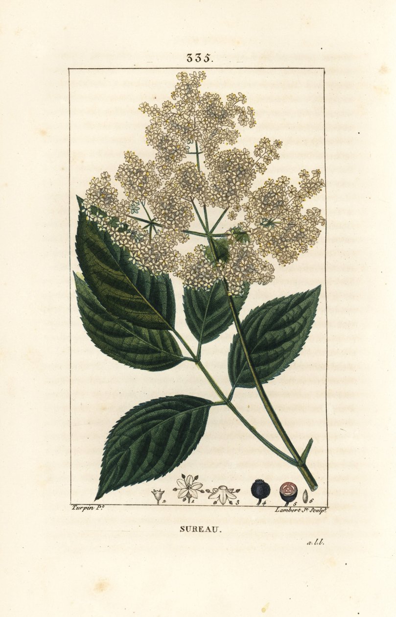 Stor hyllebær eller svart hyllebær - Vanlig hylletre, Sambucus nigra. Håndfarget kobberstikk av Lambert Junior fra en tegning av Pierre Jean-Francois Turpin fra Chaumeton, Poiret og Chamberets "" La Flore Medicale,"" Paris, Panck av Pierre Jean Francois Turpin