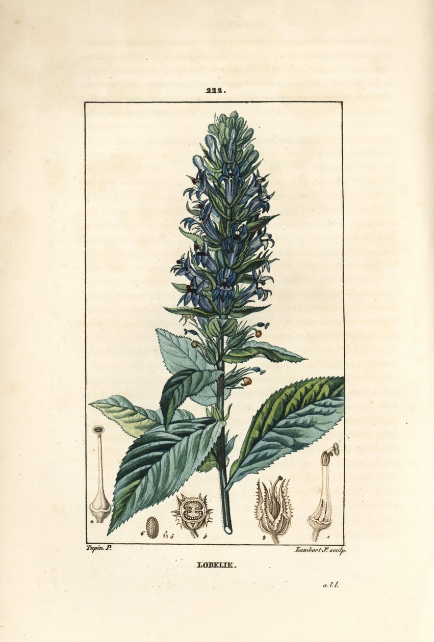Stor lobelia eller sifilitisk lobelia - Blå kardinalblomst, Lobelia syphilitica. Håndfarget kobberstikk av Lambert Junior fra en tegning av Pierre Jean-Francois Turpin fra Chaumeton, Poiret og Chamberets "" La Flore Medicale,"" Par av Pierre Jean Francois Turpin