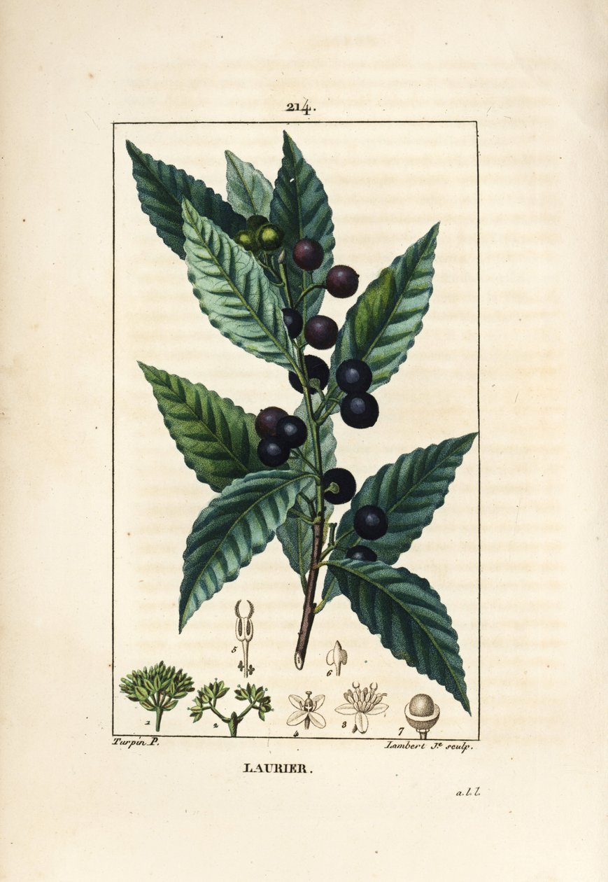 Laurbærtre, Laurus nobilis, med blad, bær og frø. Håndfarget kobberstikk av Lambert Junior fra en tegning av Pierre Jean-Francois Turpin fra Chaumeton, Poiret og Chamberets "" La Flore Medicale,"" Paris, Panckoucke av Pierre Jean Francois Turpin