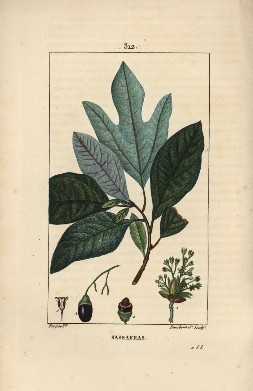 Laurier des Iroquois - Hvitt sassafras tre, Sassafras albidum, med blomst, blad, frukt og frø. Håndkolorert kobberstikk av Lambert Junior fra en tegning av Pierre Jean-Francois Turpin fra Chaumeton, Poiret og Chamberets "" La Flore av Pierre Jean Francois Turpin