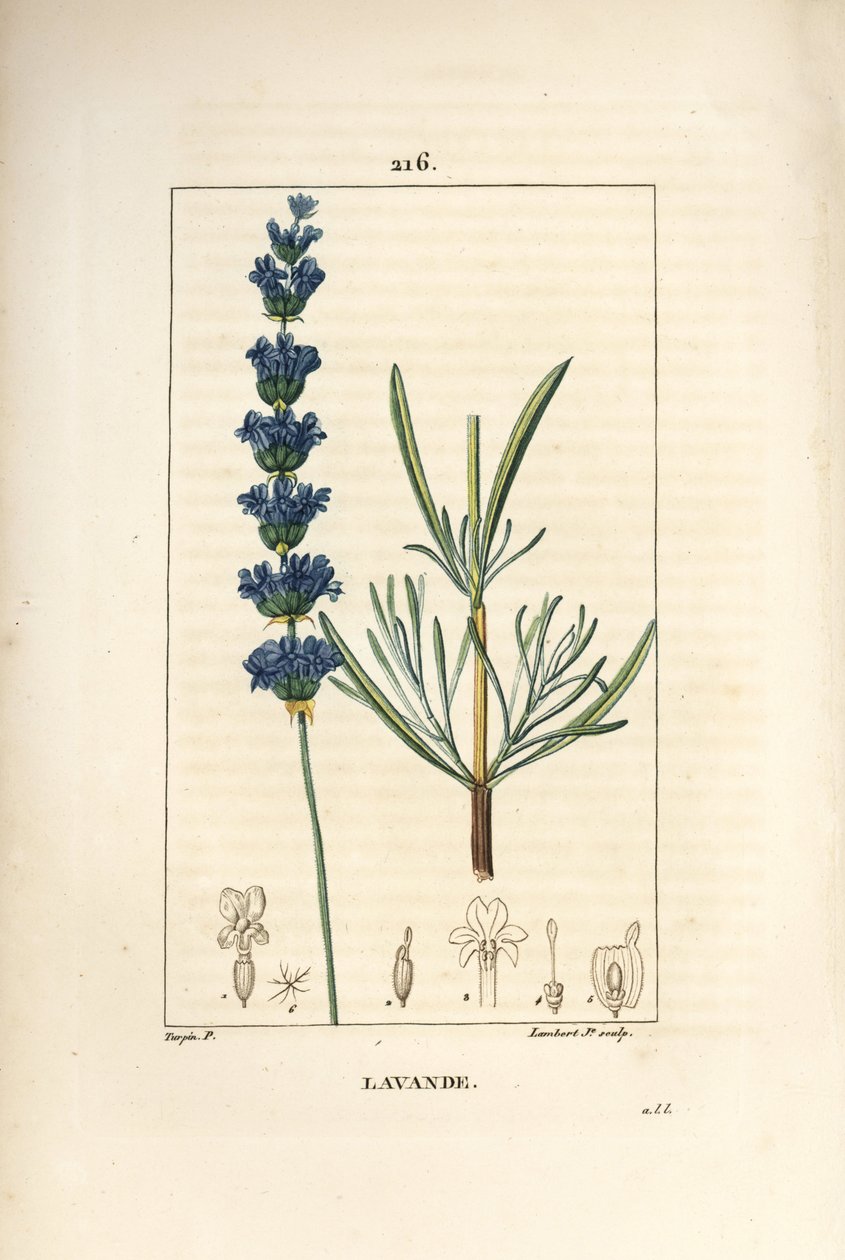 Lavendel aspic - Lavendel, Lavendula spica. Håndfarget kobberstikk av Lambert Junior fra en tegning av Pierre Jean-Francois Turpin fra Chaumeton, Poiret og Chamberets "" La Flore Medicale,"" Paris, Panckoucke av Pierre Jean Francois Turpin
