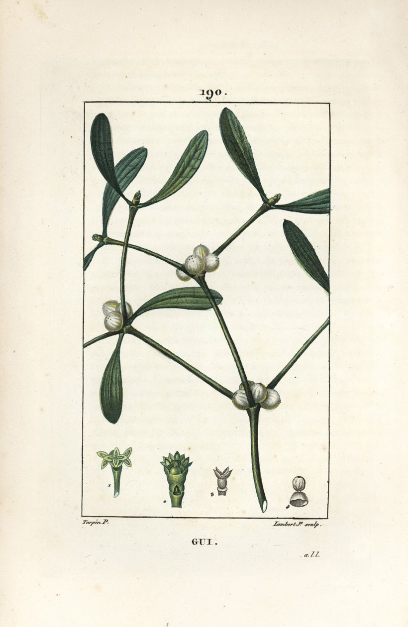 Leafy misteltein - Misteltein, Vissperm album. Håndfarget kobberstikk av Lambert Junior fra en tegning av Pierre Jean-Francois Turpin fra Chaumeton, Poiret og Chamberets "" La Flore Medicale,"" Paris, Panckoucke av Pierre Jean Francois Turpin