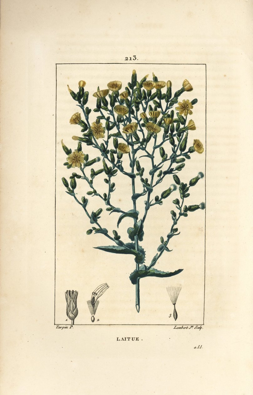 Salat - Salat, Lactuca sativa. Håndfarget kobberstikk av Lambert Junior fra en tegning av Pierre Jean-Francois Turpin fra Chaumeton, Poiret og Chamberets "" La Flore Medicale,"" Paris, Panckoucke av Pierre Jean Francois Turpin