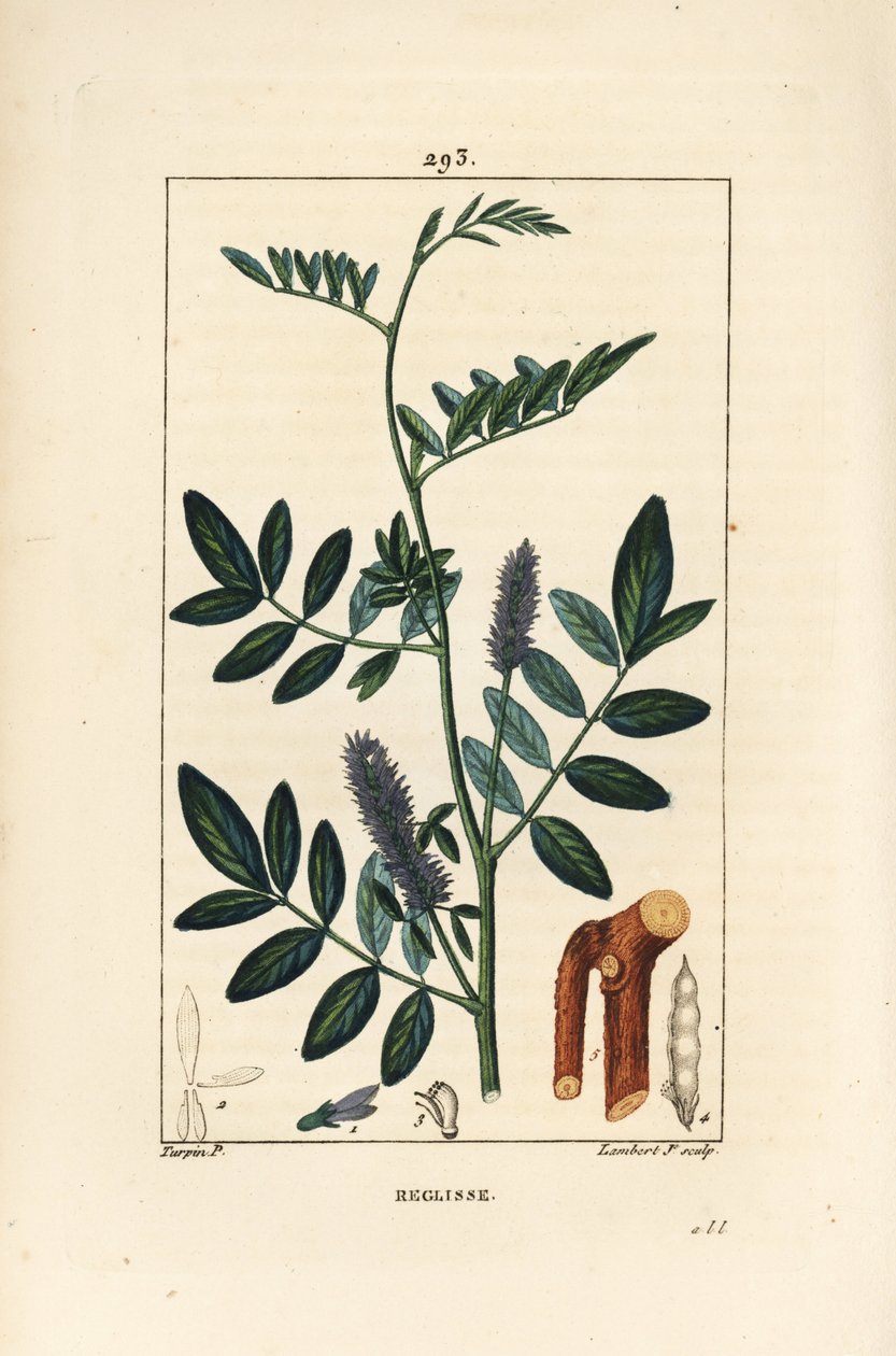 Lakris eller lakris, Glycyrrhiza glabra, med blomst, blad, bark, treaktig gren og frø. Håndfarget kobberstikk av Lambert Junior fra en tegning av Pierre Jean-Francois Turpin fra Chaumeton, Poiret og Chamberets "" La Flore Medical av Pierre Jean Francois Turpin