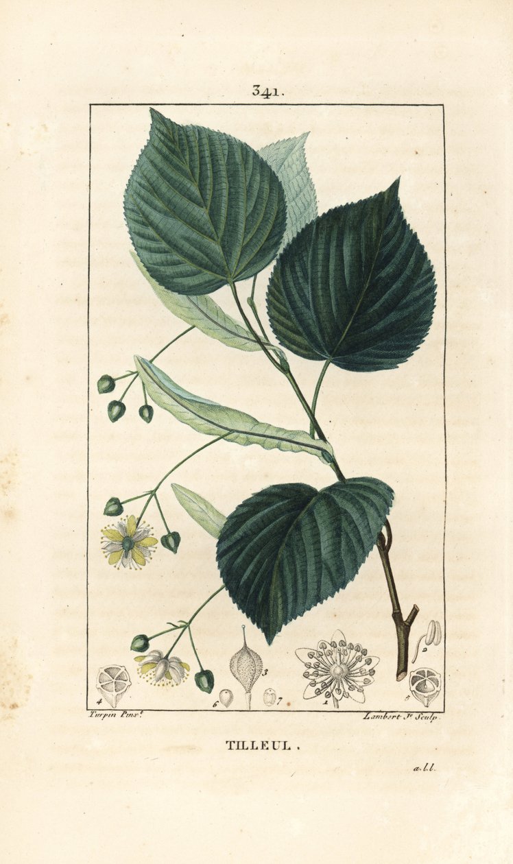 Lime eller lindetre, Tilia europea, med blad, gren, blomst og frø. Håndfarget kobberstikk av Lambert Junior fra en tegning av Pierre Jean-Francois Turpin fra Chaumeton, Poiret og Chamberets "" La Flore Medicale,"" Paris, Pa av Pierre Jean Francois Turpin