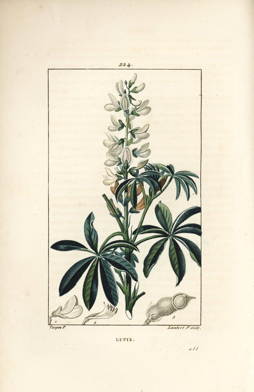Lupin - Hvit lupin, Lupinus sativus. Håndfarget kobberstikk av Lambert Junior fra en tegning av Pierre Jean-Francois Turpin fra Chaumeton, Poiret og Chamberets "" La Flore Medicale,"" Paris, Panckoucke av Pierre Jean Francois Turpin