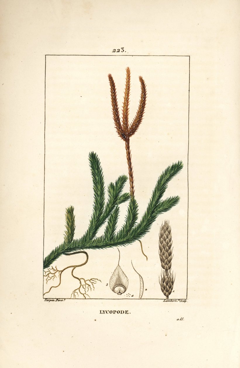 Lycopod officinal eller gress med køller - Vanlig køllemose, Lycopodium clavatum. Håndfarget kobberstikk av Lambert Junior fra en tegning av Pierre Jean-Francois Turpin fra Chaumeton, Poiret og Chamberets "" La Flore Medicale,"" Paris, av Pierre Jean Francois Turpin