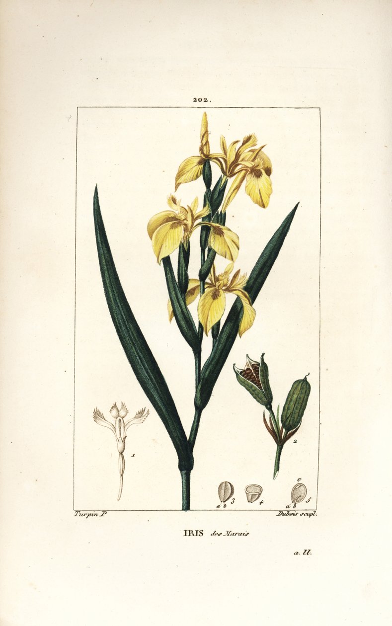 Marsh Iris eller Water Yellow Iris - Gul iris, Iris palustris lutea, blomst, blad og frøbelg. Håndfarget kobberstikk av Lambert Junior fra en tegning av Pierre Jean-Francois Turpin fra Chaumeton, Poiret og Chamberets "" La Flore Me av Pierre Jean Francois Turpin