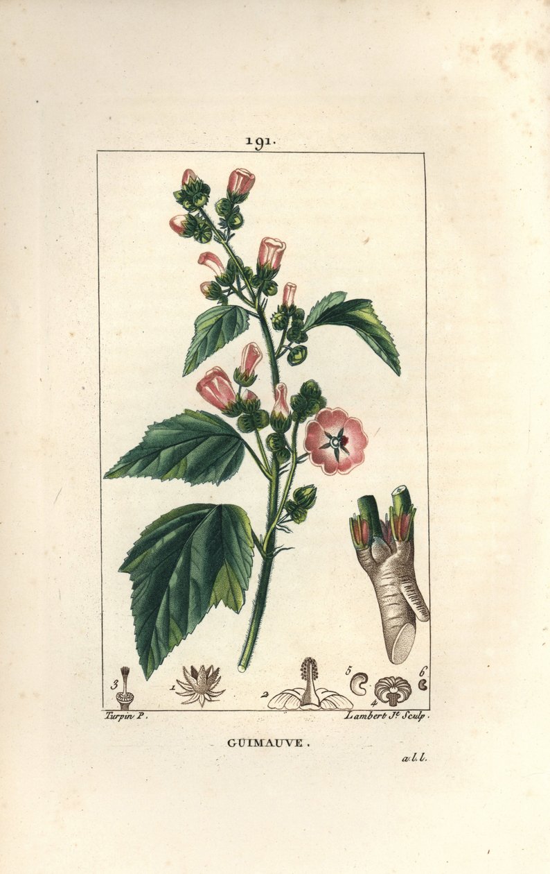 Marshmallow, Wild Marshmallow eller White Mallow - Marshmallow, Althaea officinalis. Håndfarget kobberstikk av Lambert Junior fra en tegning av Pierre Jean-Francois Turpin fra Chaumeton, Poiret og Chamberets "" La Flore Medicale,"" Par av Pierre Jean Francois Turpin