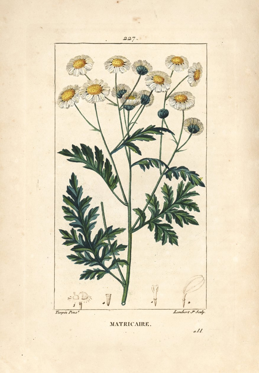 Matricary - Feverfew, Matricaria vulgaris. Håndfarget kobberstikk av Lambert Junior fra en tegning av Pierre Jean-Francois Turpin fra Chaumeton, Poiret og Chamberets "" La Flore Medicale,"" Paris, Panckoucke av Pierre Jean Francois Turpin
