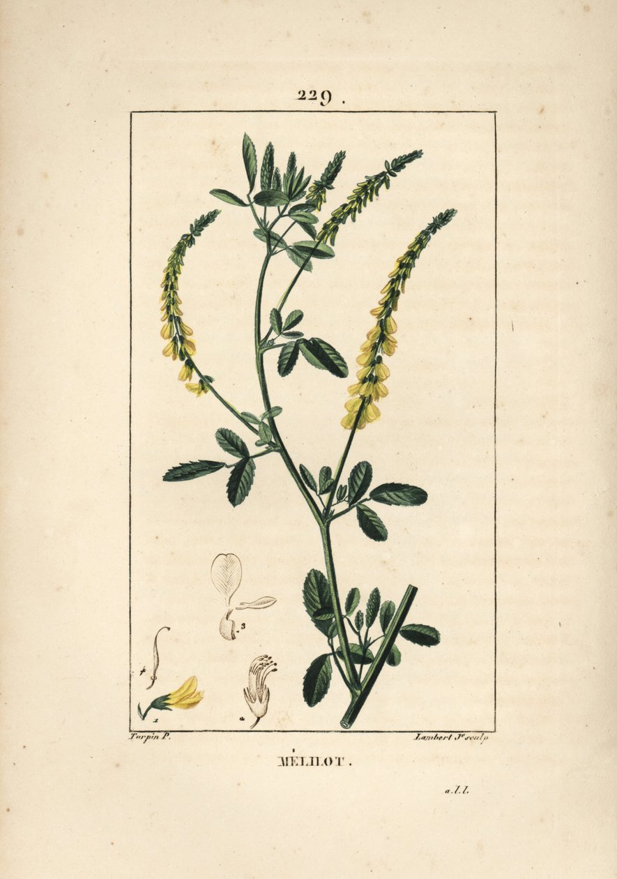 Melilot - Melilot trefoil, Melitotus officinarum. Håndfarget kobberstikk av Lambert Junior fra en tegning av Pierre Jean-Francois Turpin fra Chaumeton, Poiret og Chamberets "" La Flore Medicale,"" Paris, Panckoucke av Pierre Jean Francois Turpin