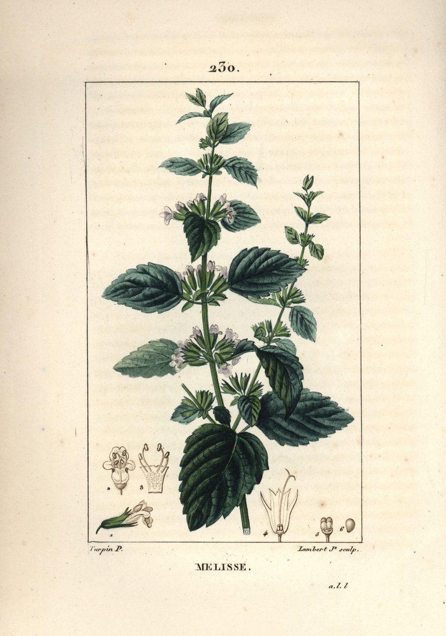 Melisse des jardins eller melisse dyrket - Vanlig balsam, Melissa hydrtensis. Håndfarget kobberstikk av Lambert Junior fra en tegning av Pierre Jean-Francois Turpin fra Chaumeton, Poiret og Chamberets "" La Flore Medicale,"" Paris, Pa av Pierre Jean Francois Turpin