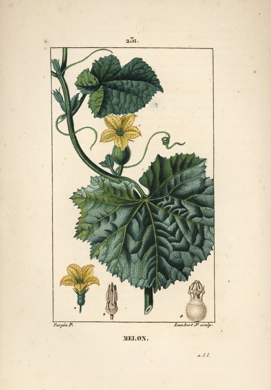 Melonblomster - Melonblomst, Cucumis melo, med blomst, blad og ranke. Håndfarget kobberstikk av Lambert Junior fra en tegning av Pierre Jean-Francois Turpin fra Chaumeton, Poiret og Chamberets "" La Flore Medicale,"" Paris, Panc av Pierre Jean Francois Turpin
