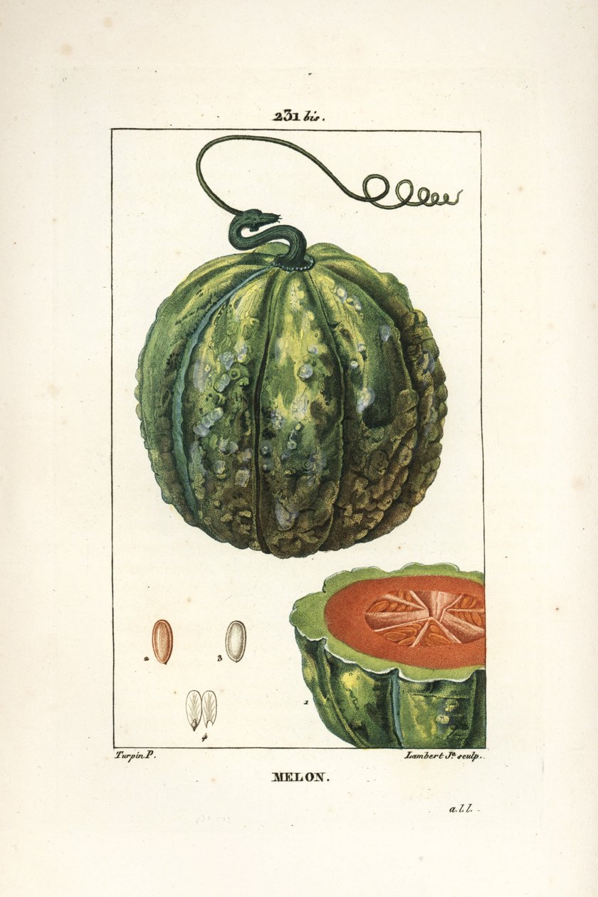 Melon, frukt - Melon, Cucumis melo, med frukt i seksjon. Håndfarget kobberstikk av Lambert Junior fra en tegning av Pierre Jean-Francois Turpin fra Chaumeton, Poiret og Chamberets "" La Flore Medicale,"" Paris, Panckoucke av Pierre Jean Francois Turpin