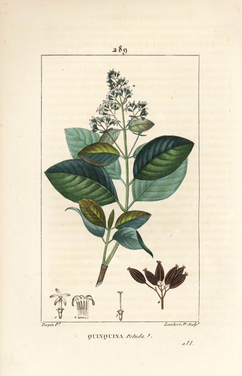 Michurago eller fruta de mono, Ladenbergia macrocarpa (Cinchona ovalifolia), med blomst, blad, stilk og frø. Håndkolorert kobberstikk av Lambert Junior fra en tegning av Pierre Jean-Francois Turpin fra Chaumeton, Poiret og Chamberets " av Pierre Jean Francois Turpin