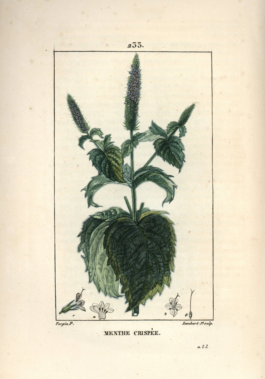 Mintcrispee, krusete eller hule - Krøllet mynte, Mentha crispa. Håndfarget kobberstikk av Lambert Junior fra en tegning av Pierre Jean-Francois Turpin fra Chaumeton, Poiret og Chamberets "" La Flore Medicale,"" Paris, Panckoucke av Pierre Jean Francois Turpin