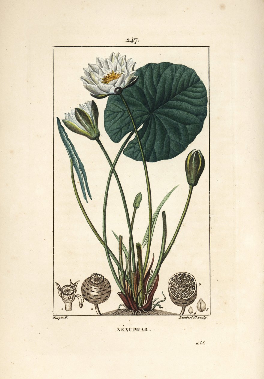 Nenuphar blanc - Hvit vannlilje, Nymphaea alba, med blad, blomst, frøkapsel og frø. Håndfarget kobberstikk av Lambert Junior fra en tegning av Pierre Jean-Francois Turpin fra Chaumeton, Poiret og Chamberets "" La Flore Medicale," av Pierre Jean Francois Turpin
