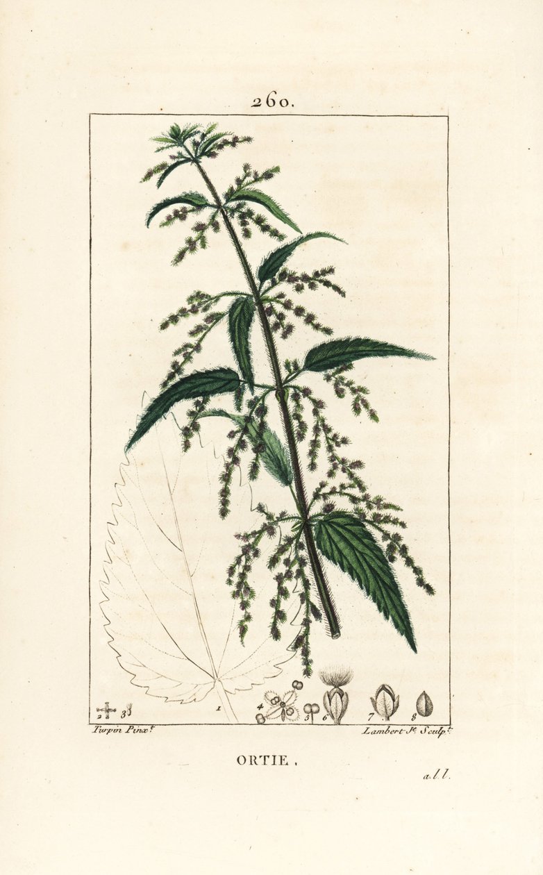 Brennesle - Vanlig brennesle, Urtica dioica, med blomst, frø, stilk og bladomriss. Håndfarget kobberstikk av Lambert Junior fra en tegning av Pierre Jean-Francois Turpin fra Chaumeton, Poiret og Chamberets "" La Flore Medica av Pierre Jean Francois Turpin