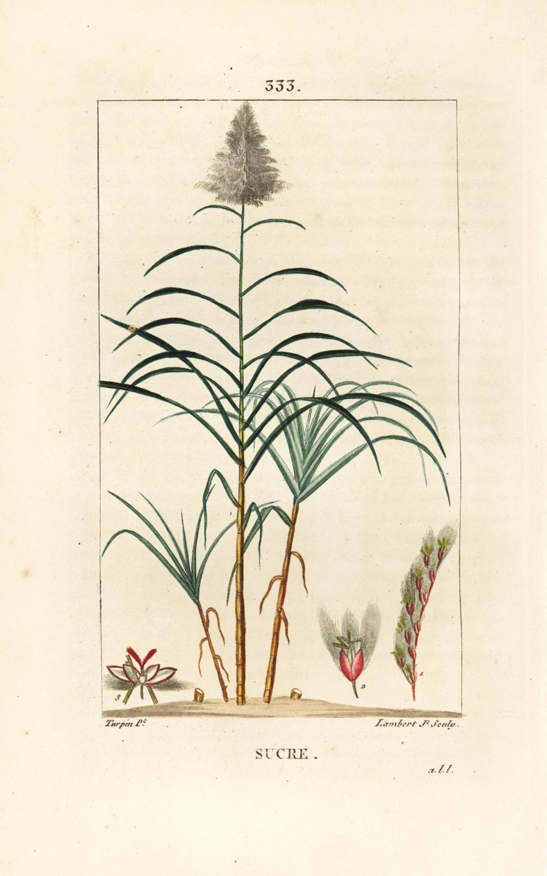 Edelstokk - Sukkerrør, Saccharum officinarum. Håndfarget kobberstikk av Lambert Junior fra en tegning av Pierre Jean-Francois Turpin fra Chaumeton, Poiret og Chamberets "" La Flore Medicale,"" Paris, Panckoucke av Pierre Jean Francois Turpin