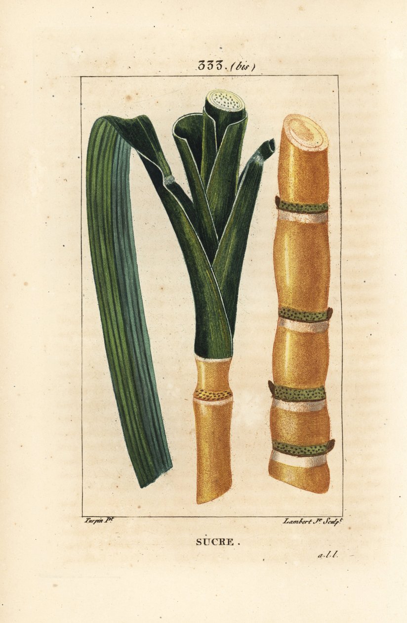 Edelstokk - Sukkerrør, Saccharum officinarum, stilk og blad. Håndfarget kobberstikk av Lambert Junior fra en tegning av Pierre Jean-Francois Turpin fra Chaumeton, Poiret og Chamberets "" La Flore Medicale,"" Paris, Panckoucke av Pierre Jean Francois Turpin